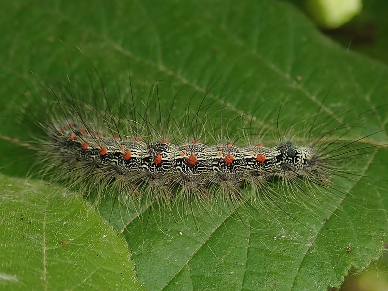 larva di...   Lithosia quadra (Erebidae Arctiinae)